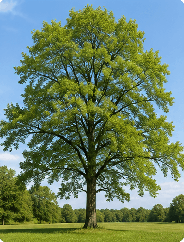 American Elm