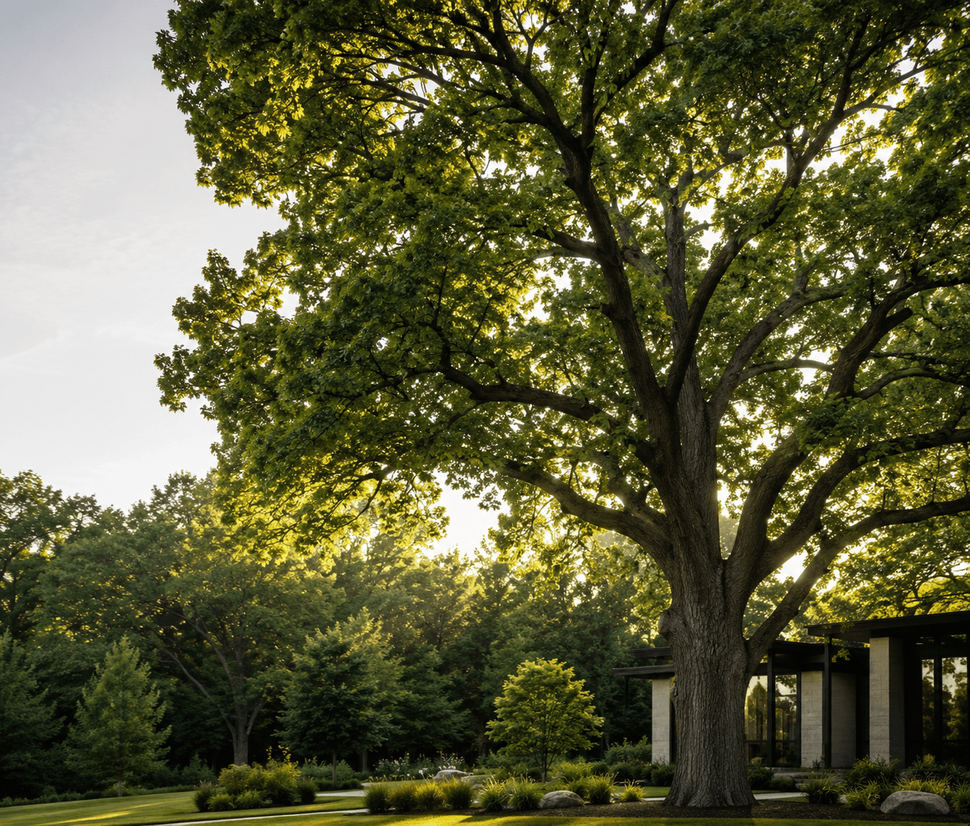 Large tree in front of a residential property