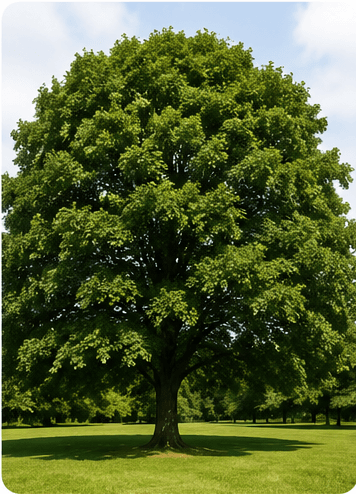 Red Oak